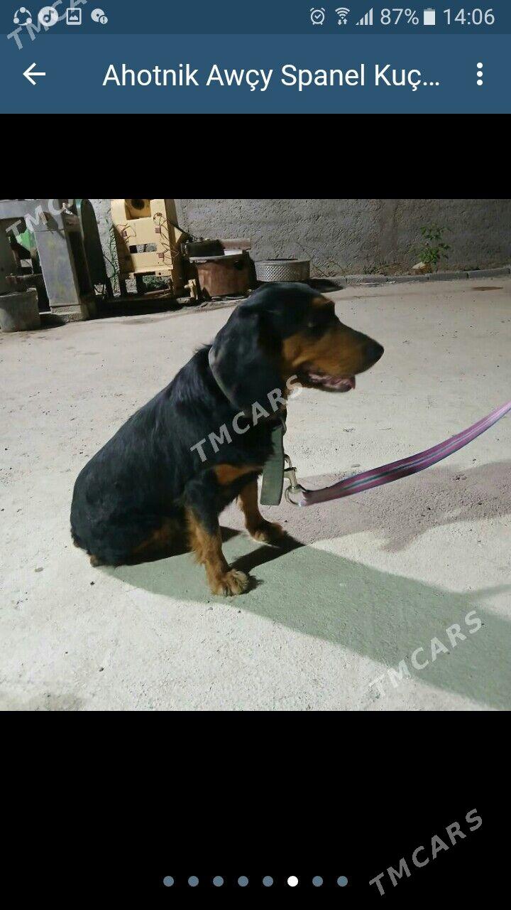 Ahotnik Awycy Spanel Kuckar it - Ашхабад - img 3