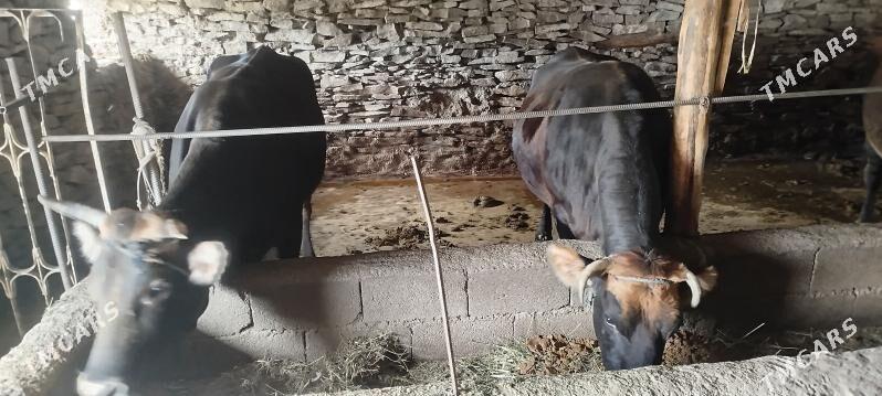 baklan semyz sygyr - Bäherden - img 3