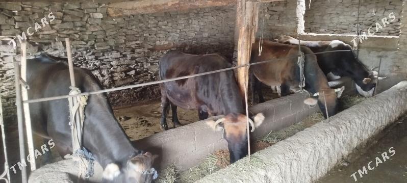 baklan semyz sygyr - Bäherden - img 1