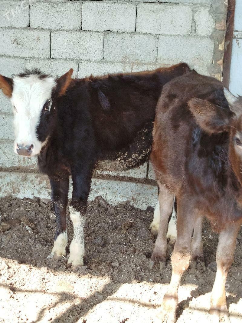 tuweler - Багир - img 2