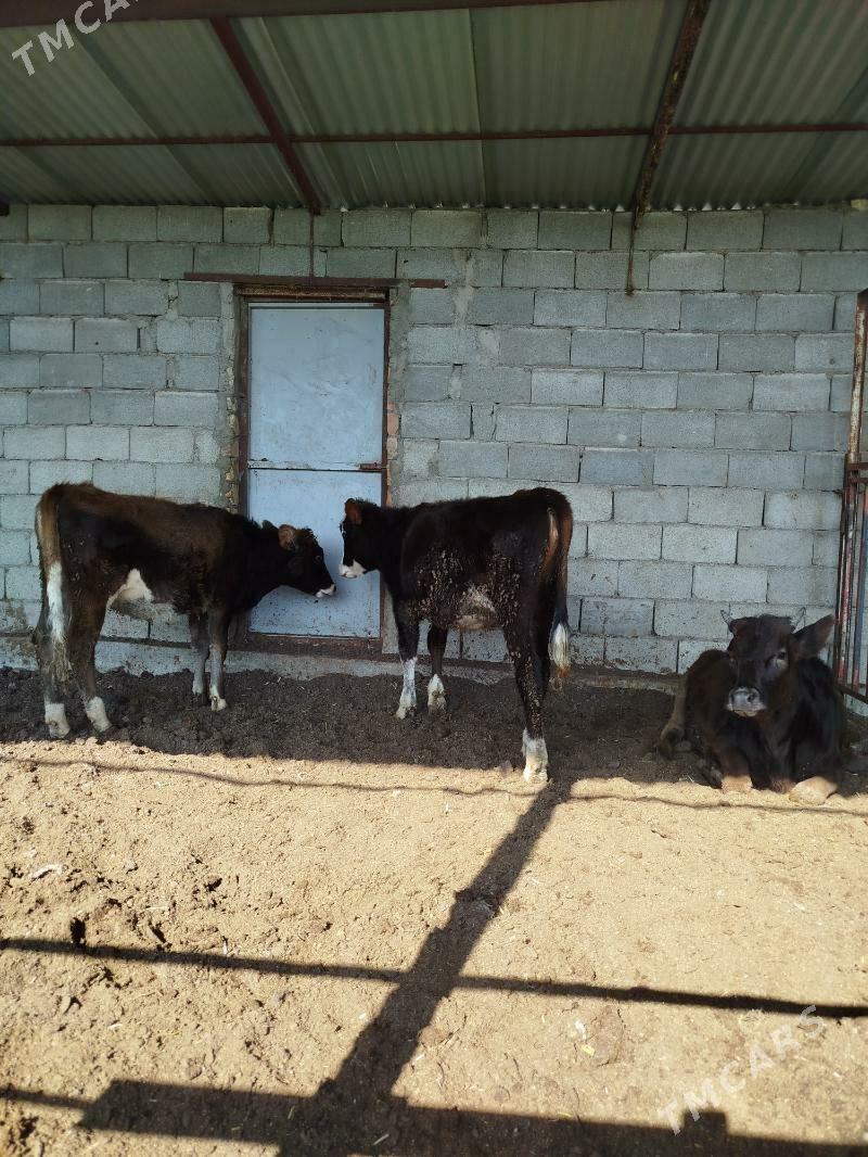 tuweler - Багир - img 4