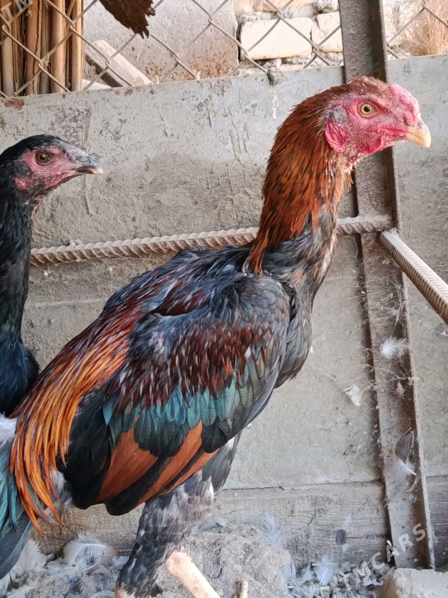 Bayes horaz ve touk. - Türkmenabat - img 1