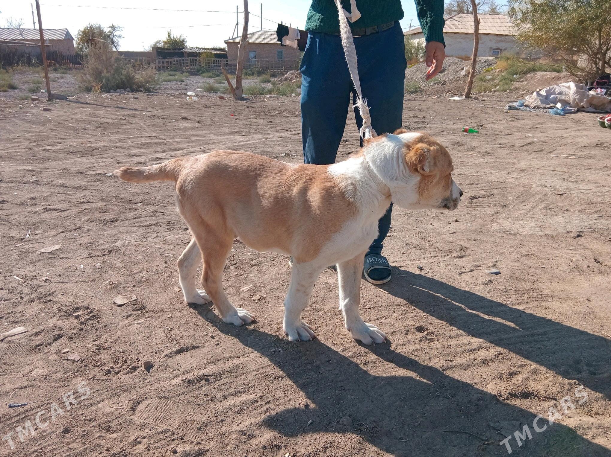 GAỲYTMAZ TURKMEN IT - Бабадайхан - img 2