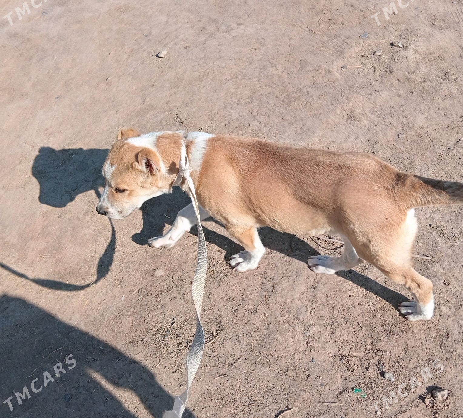 GAỲYTMAZ TURKMEN IT - Бабадайхан - img 3