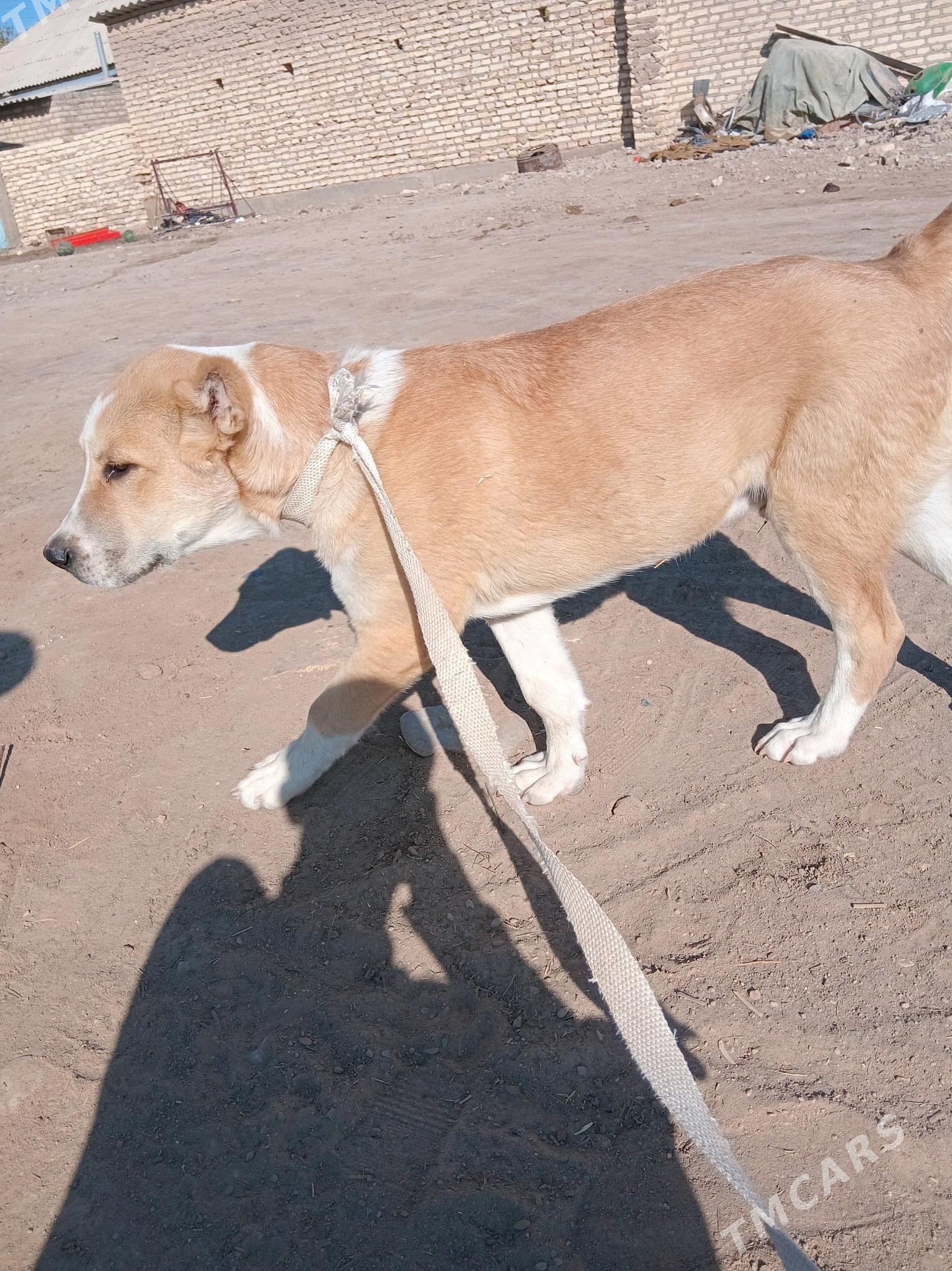 GAỲYTMAZ TURKMEN IT - Бабадайхан - img 1