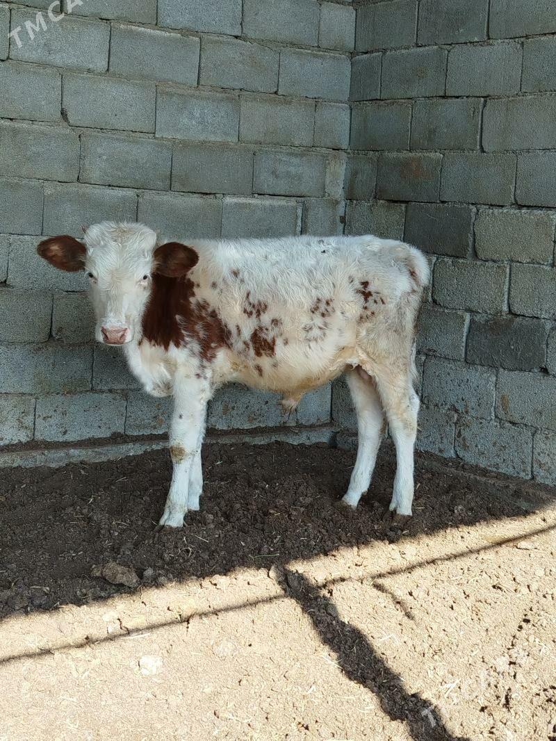 smental okuzce - Багир - img 2