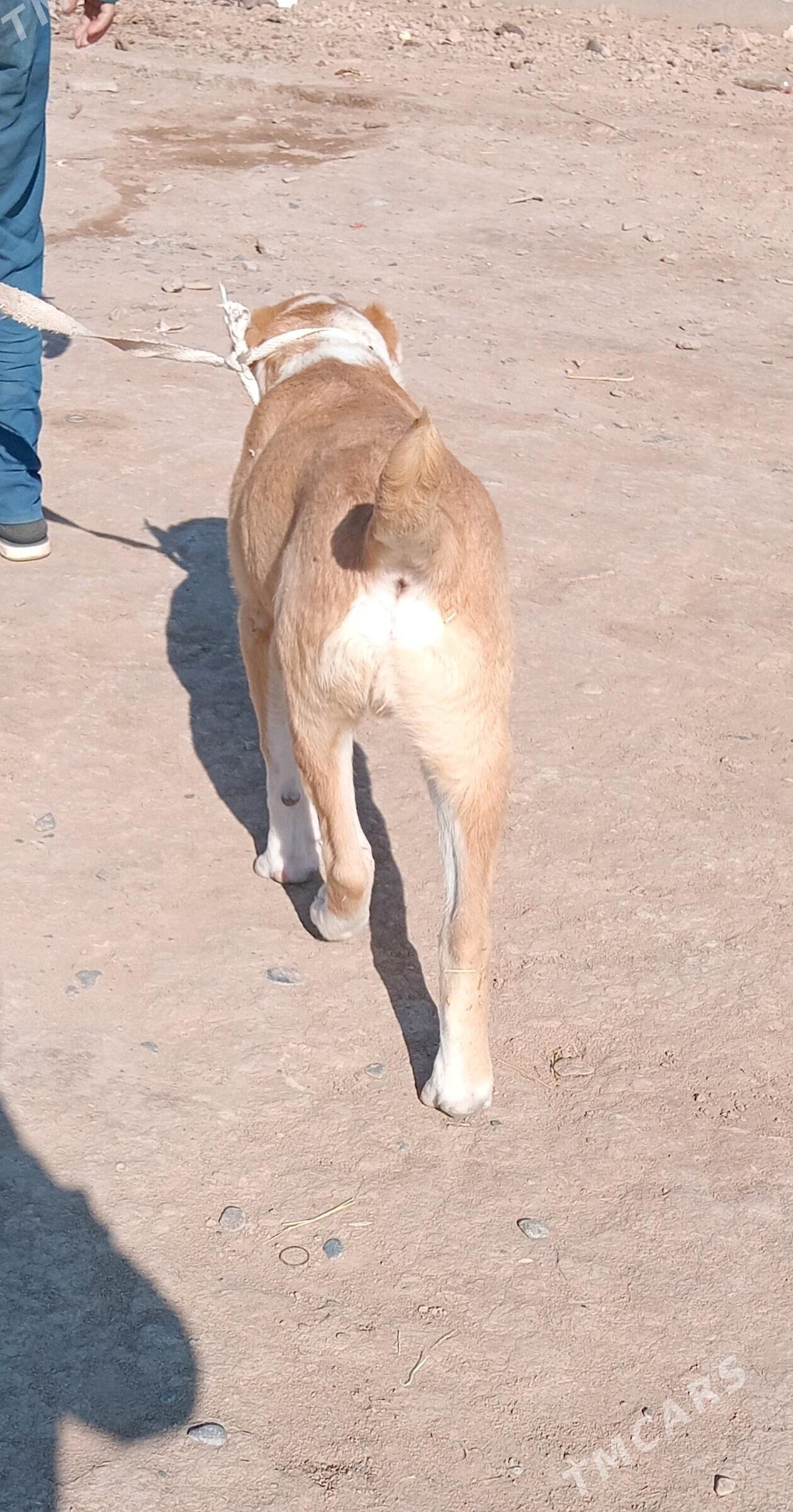 GAỲYTMAZ TURKMEN IT - Бабадайхан - img 5