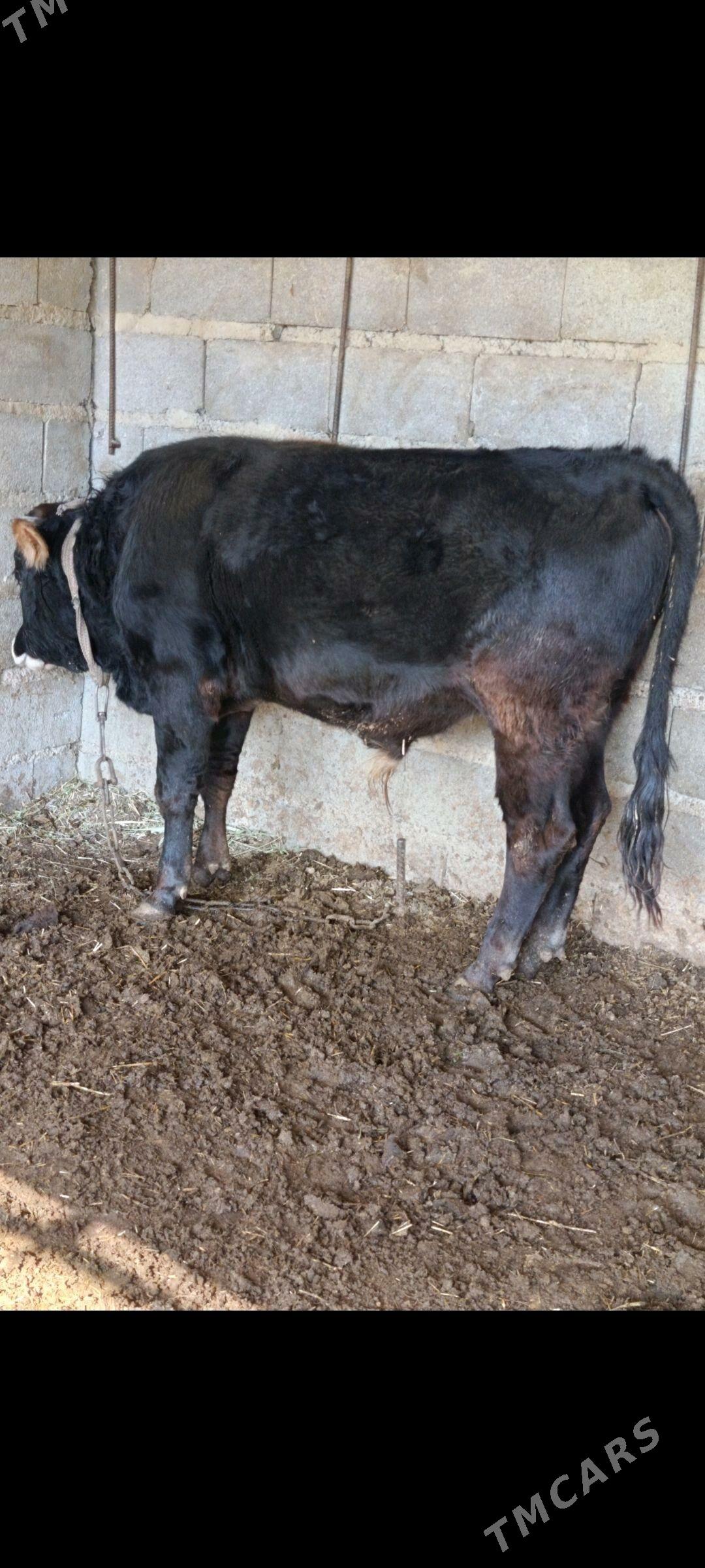 şiwes öküz - Бахарден - img 1