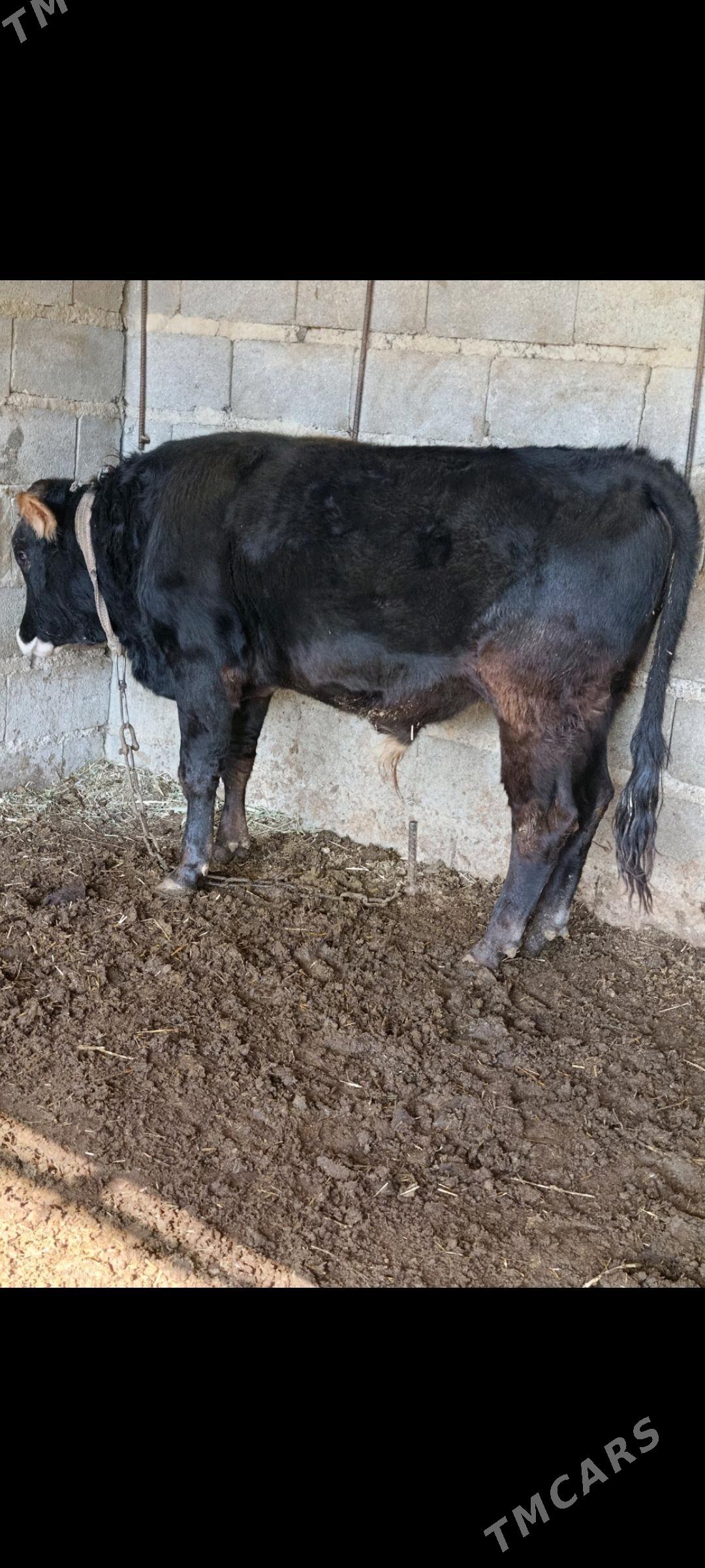 şiwes öküz - Бахарден - img 2