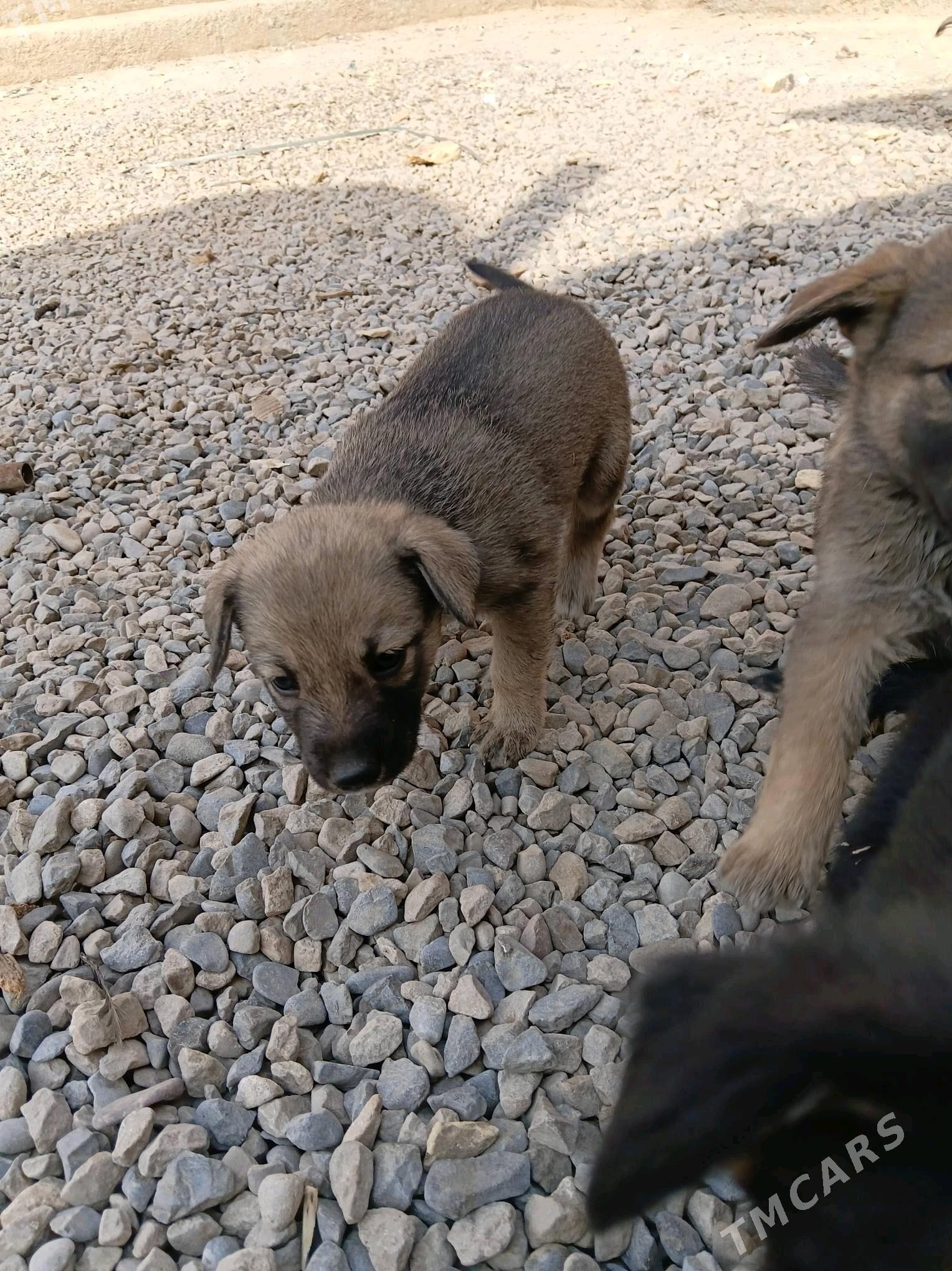 afcarka cagalary - Mary - img 5