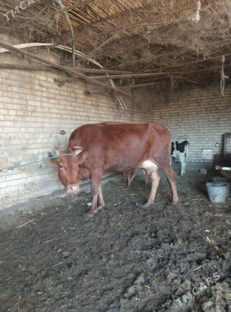 саглык сыгыр - Чарджоу - img 3