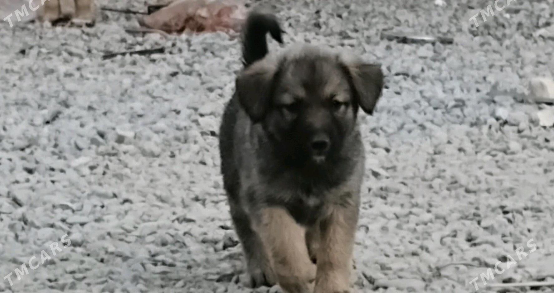 afcarka cagalary - Mary - img 6