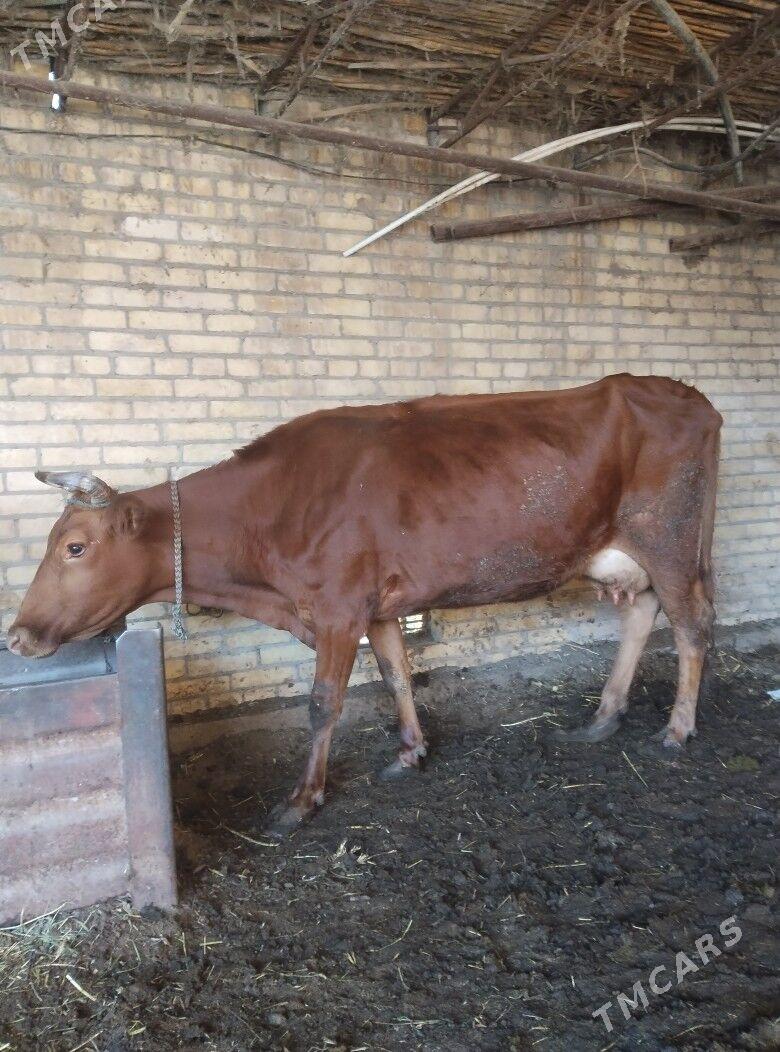 саглык сыгыр - Чарджоу - img 1