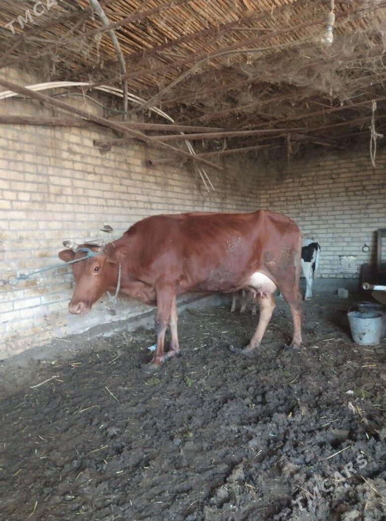 саглык сыгыр - Чарджоу - img 2