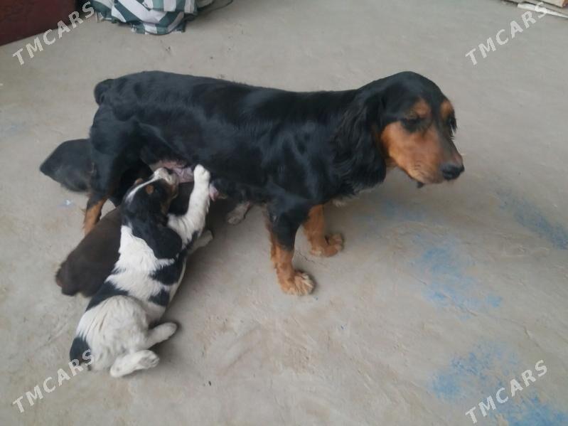 Ahotnik Awycy Spanel Kuckar it - Ашхабад - img 9