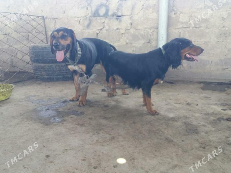 Ahotnik Awycy Spanel Kuckar it - Ашхабад - img 10