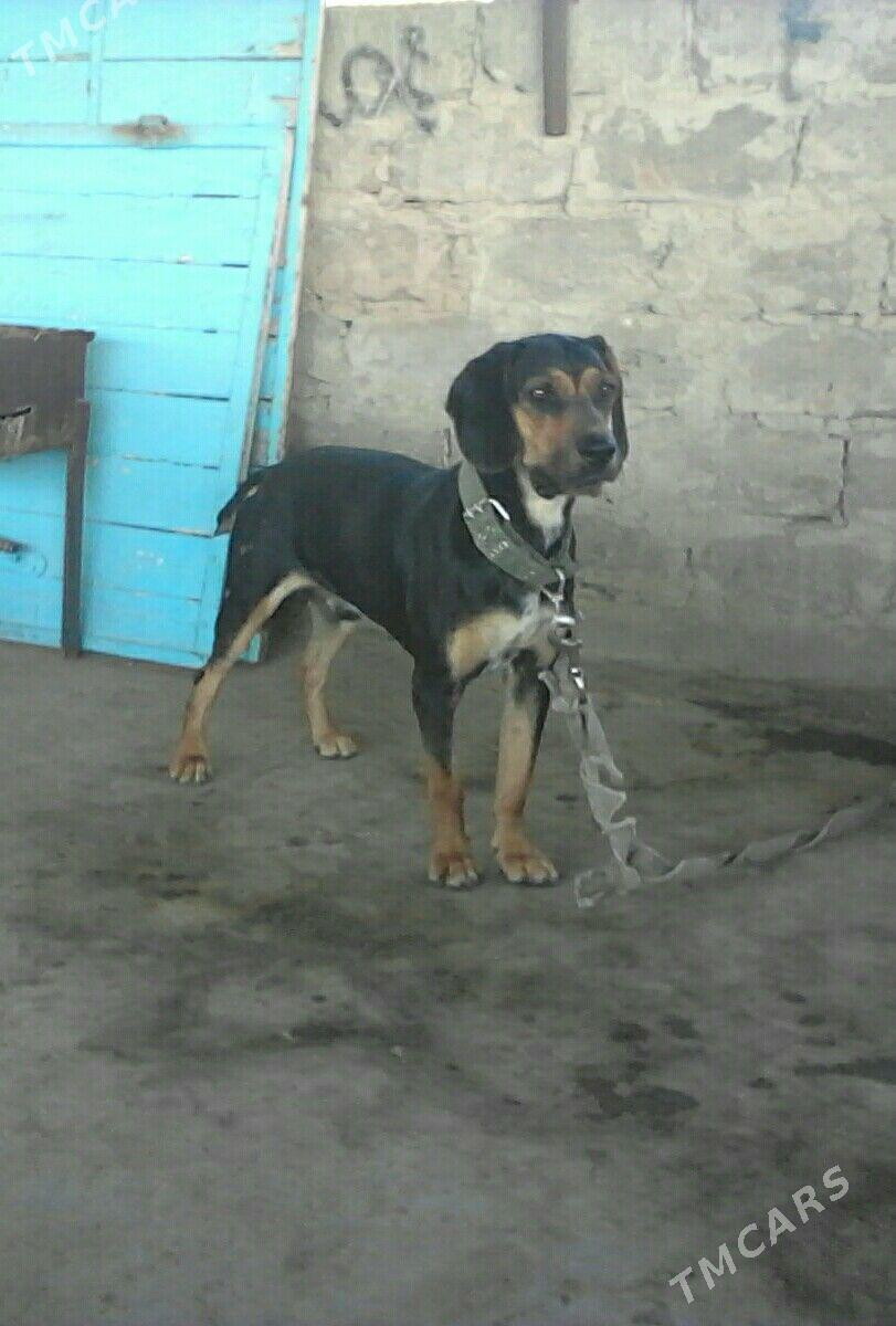 Ahotnik Awycy Spanel Kuckar it - Ашхабад - img 7