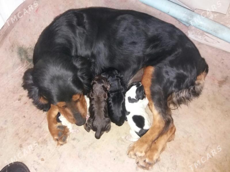 Ahotnik Awycy Spanel Kuckar it - Ашхабад - img 8