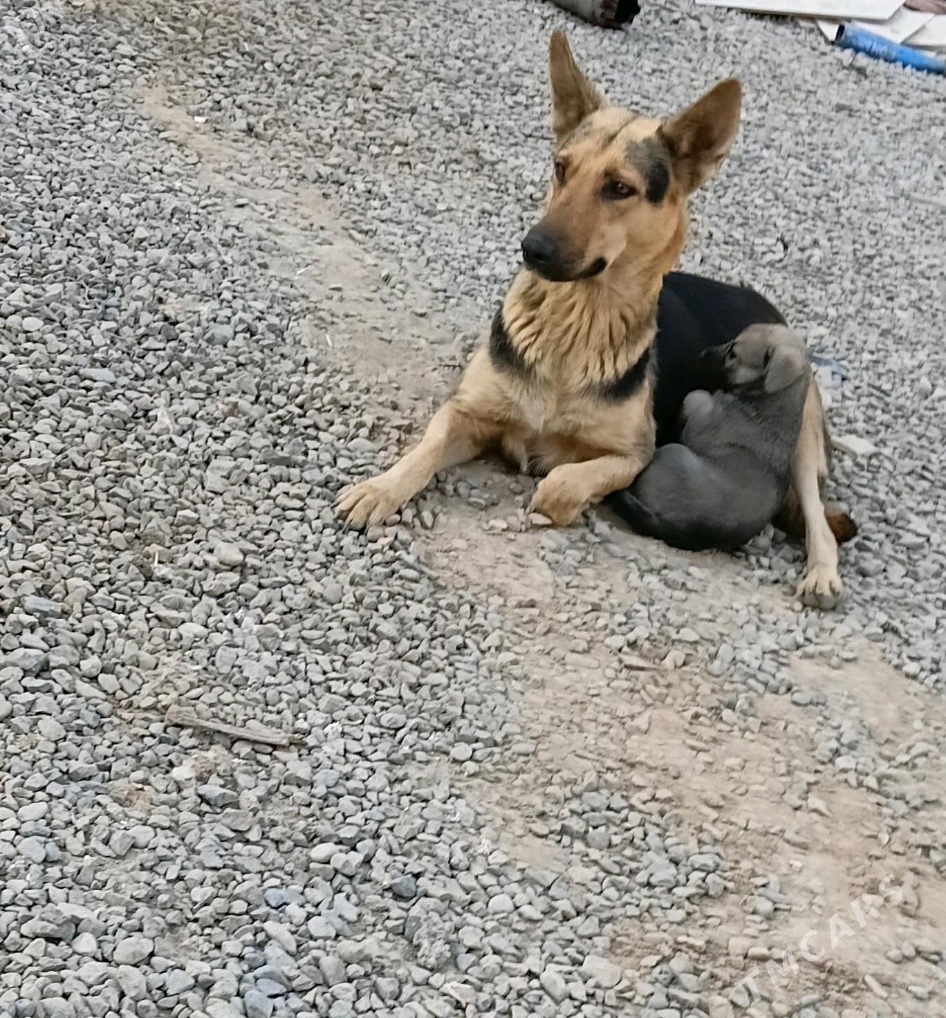 afcarka cagalary - Mary - img 2