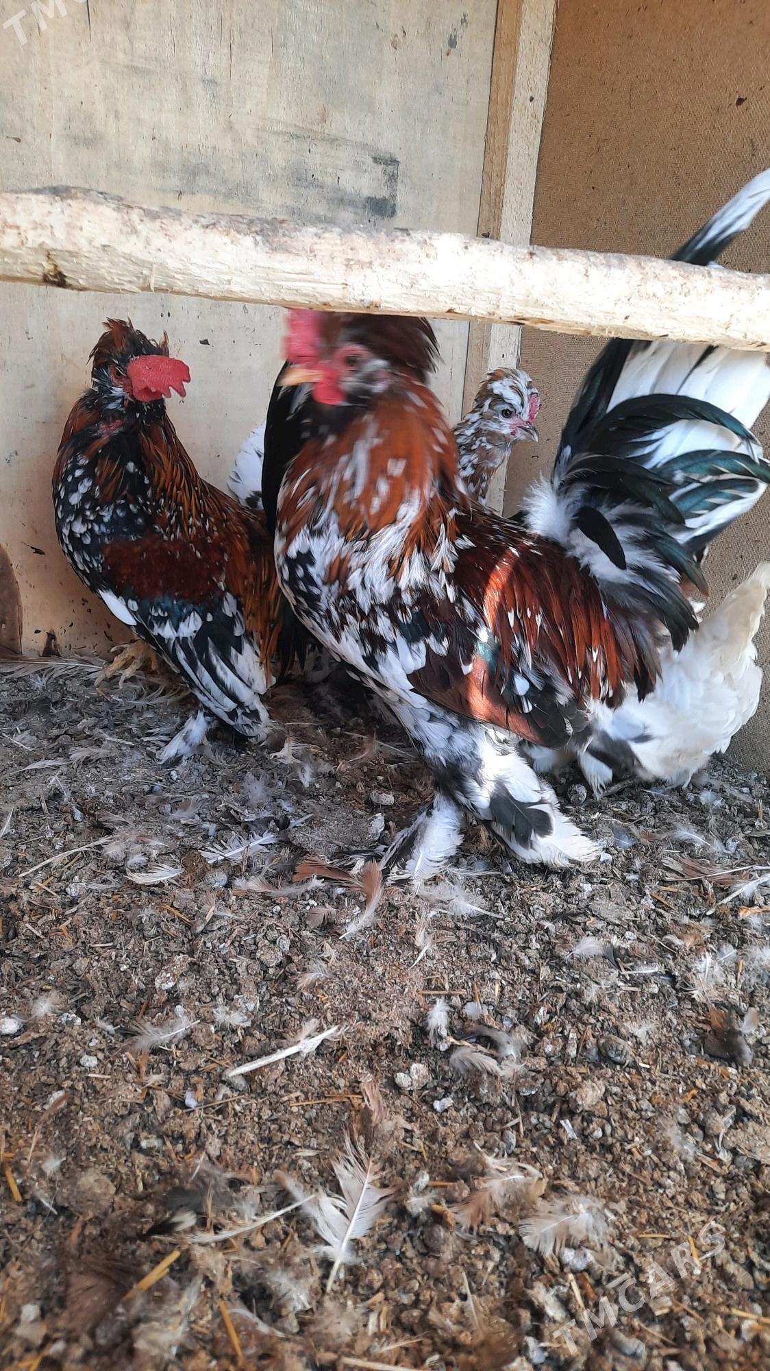 Karlik troýka 3 making,2 horaz - Aşgabat - img 3