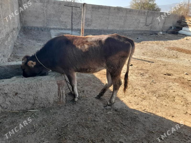 Tuwe - Bäherden - img 3