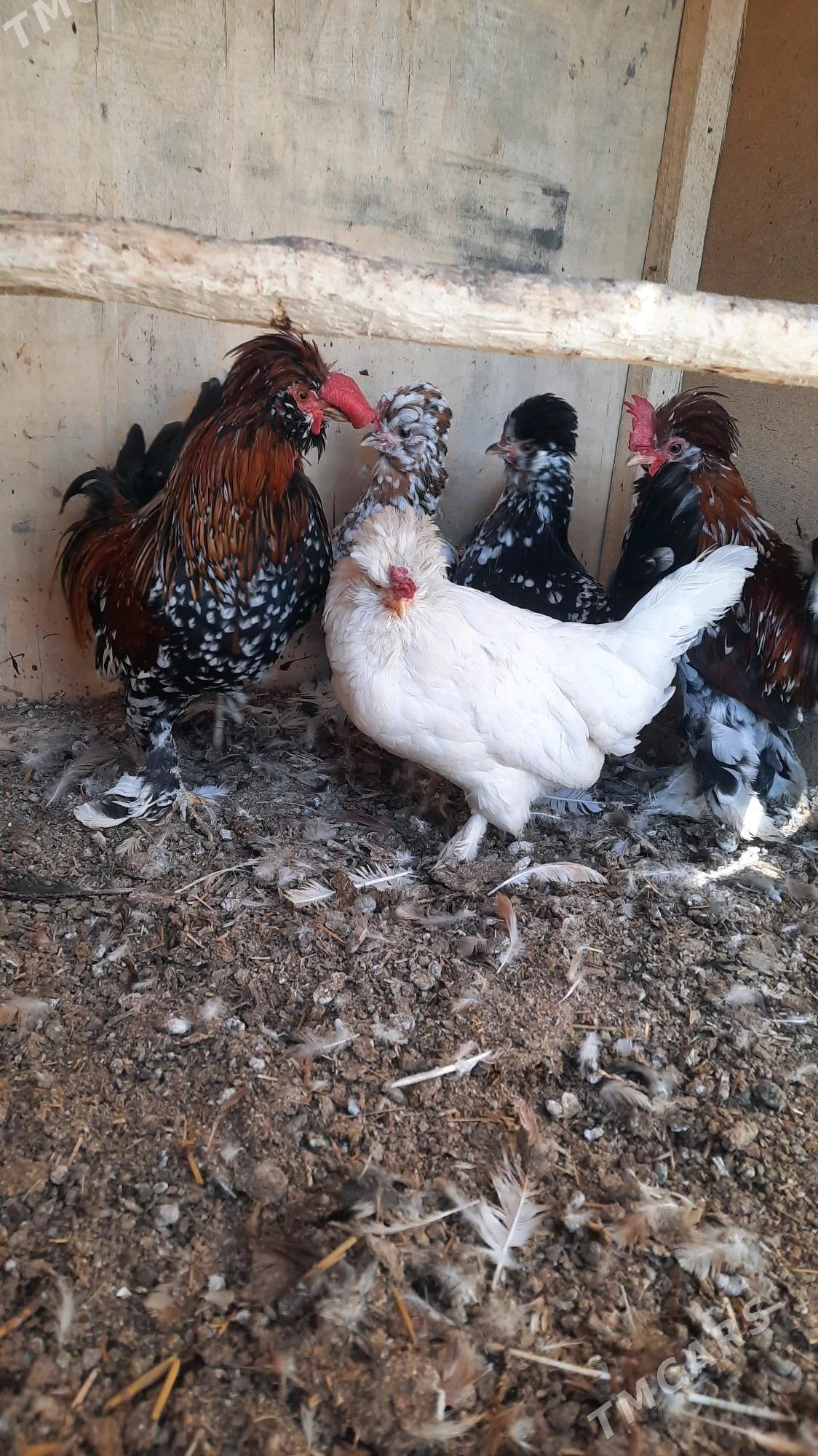 Karlik troýka 3 making,2 horaz - Aşgabat - img 1