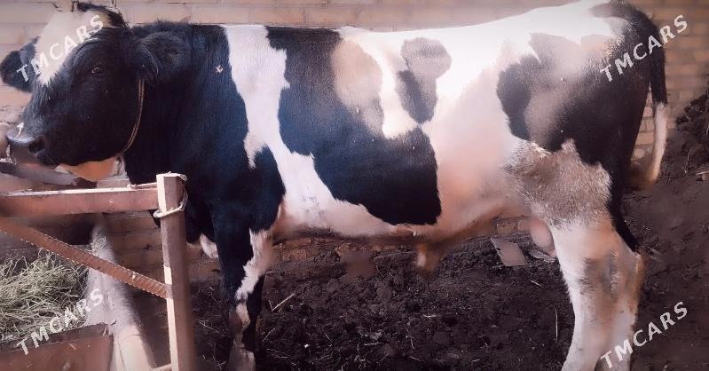 kelek okuz - Çärjew - img 3