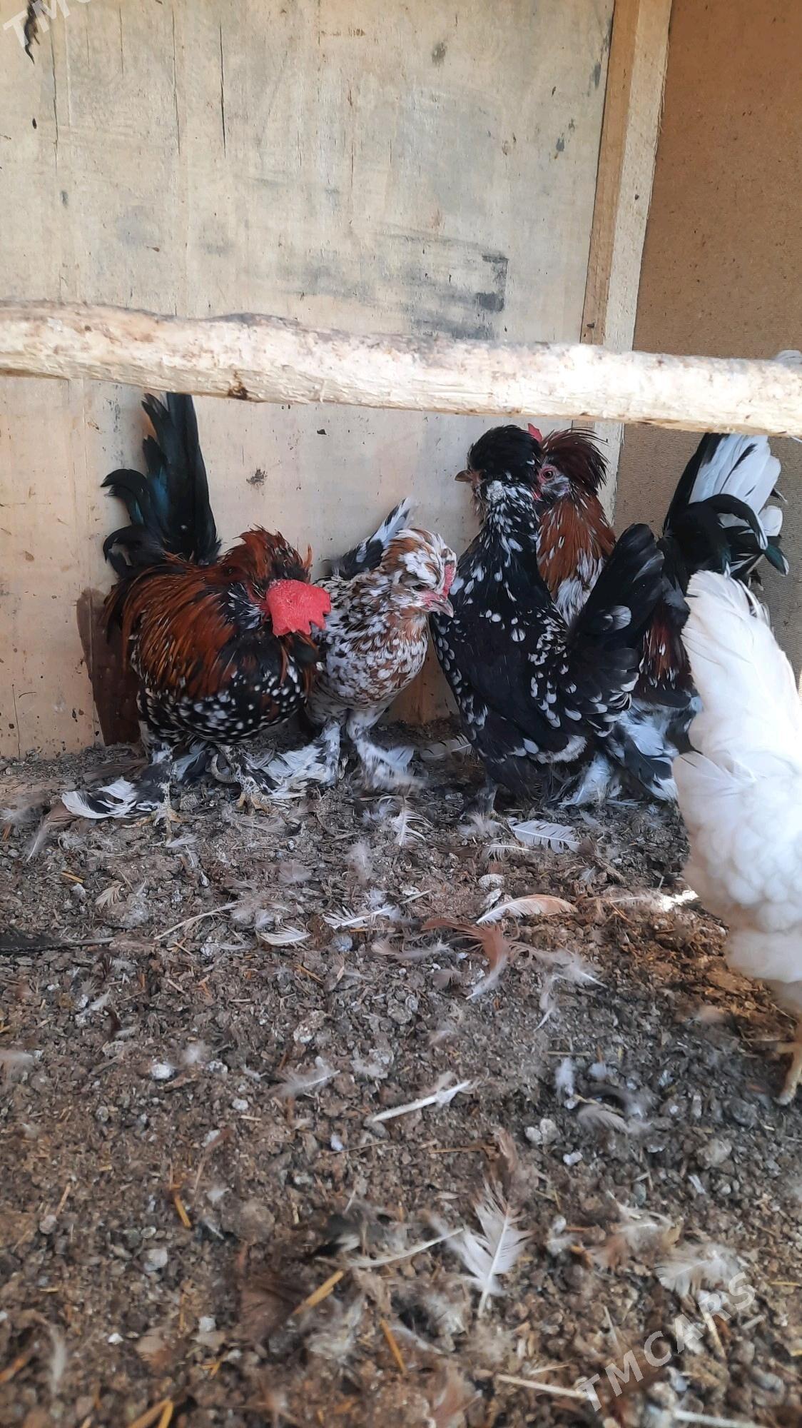 Karlik troýka 3 making,2 horaz - Aşgabat - img 2