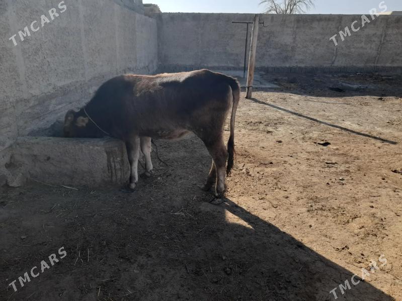 Tuwe - Bäherden - img 4