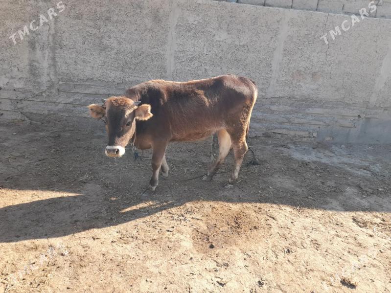 Tuwe - Bäherden - img 1