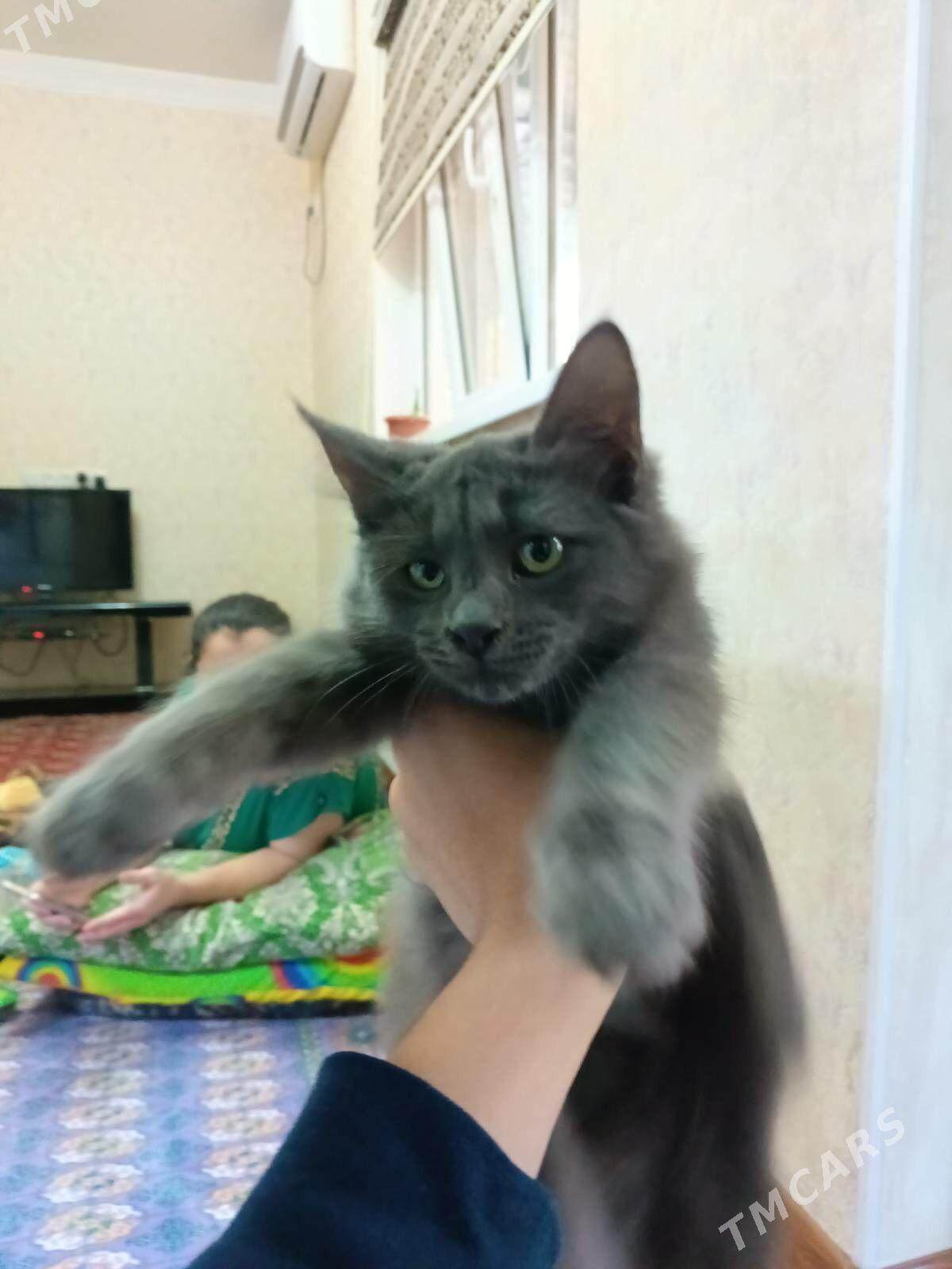 шотландский - Aşgabat - img 2