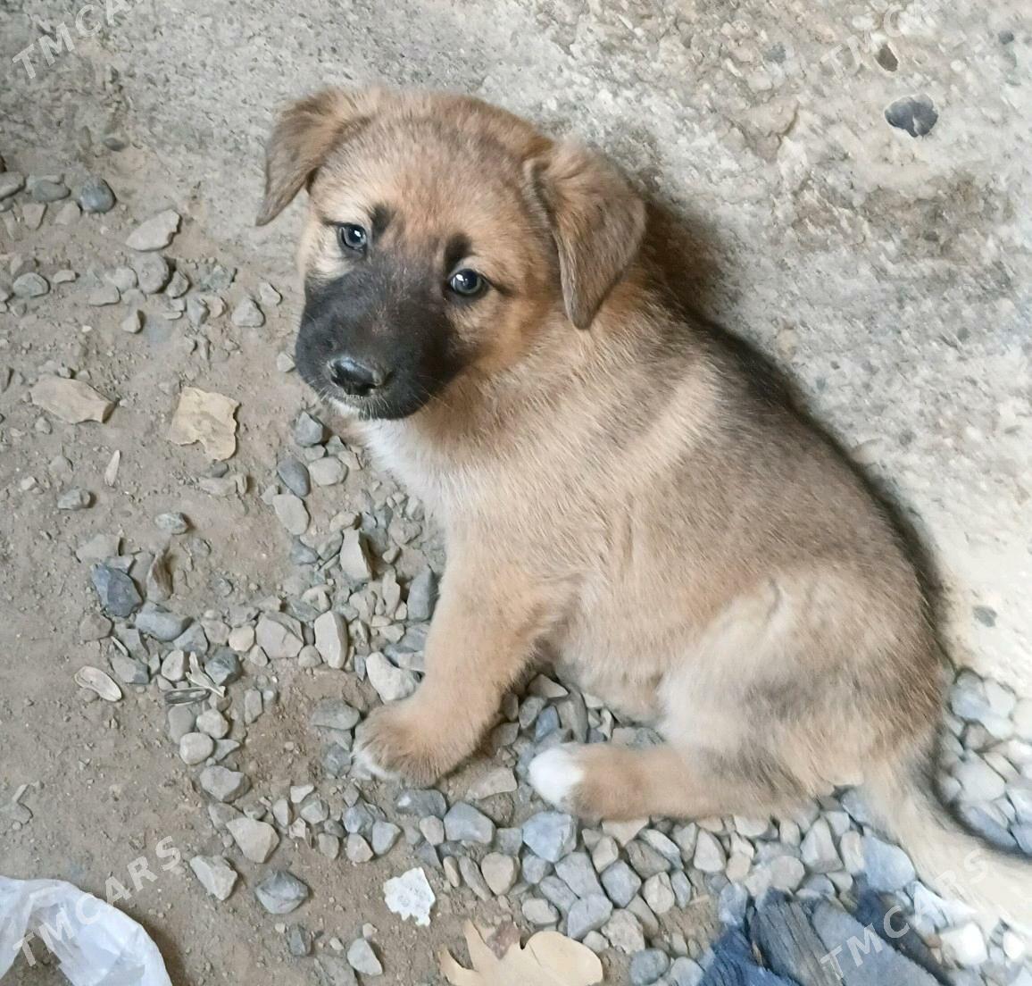 afcarka cagalary - Mary - img 3