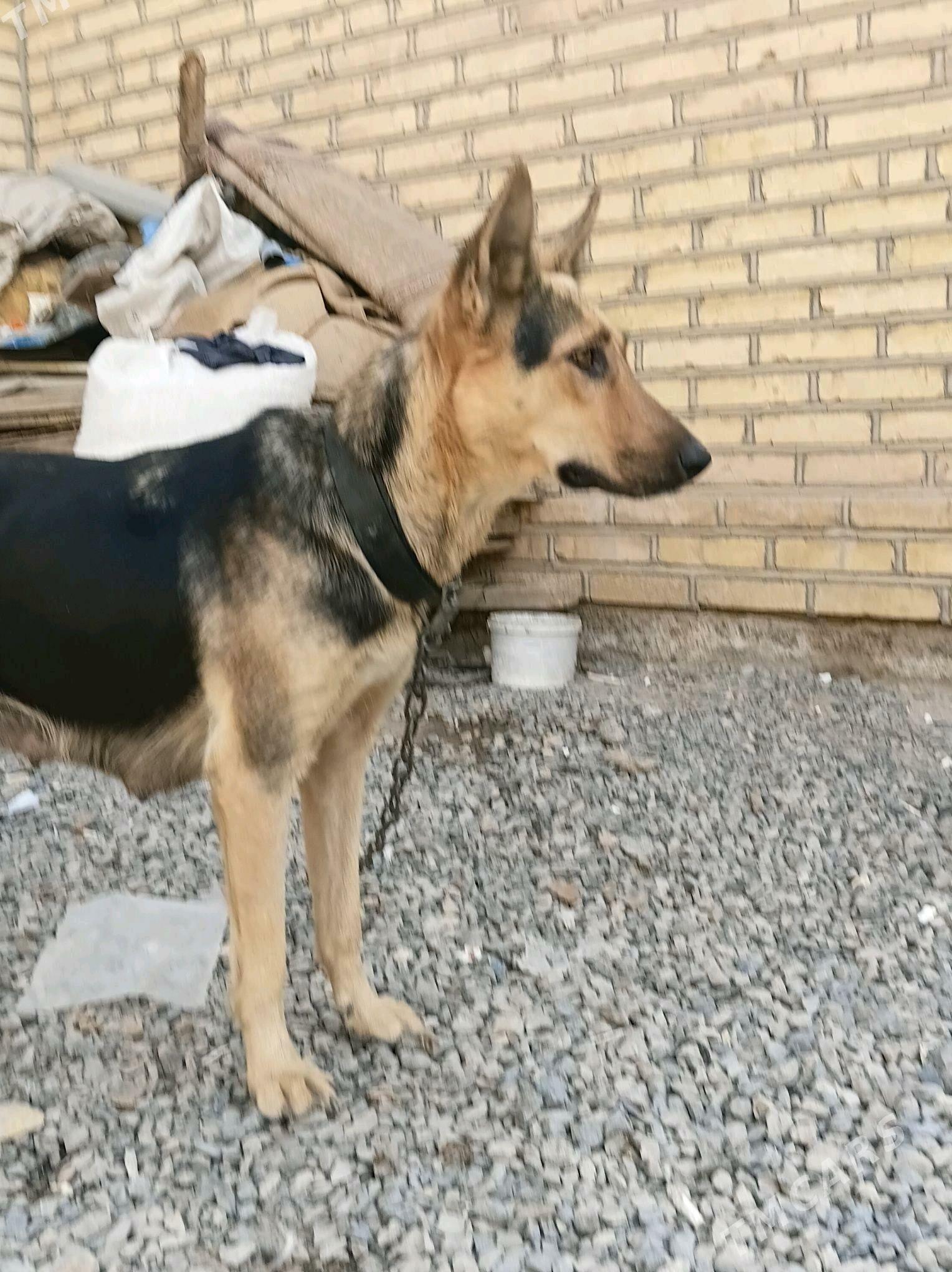 afcarka cagalary - Mary - img 4