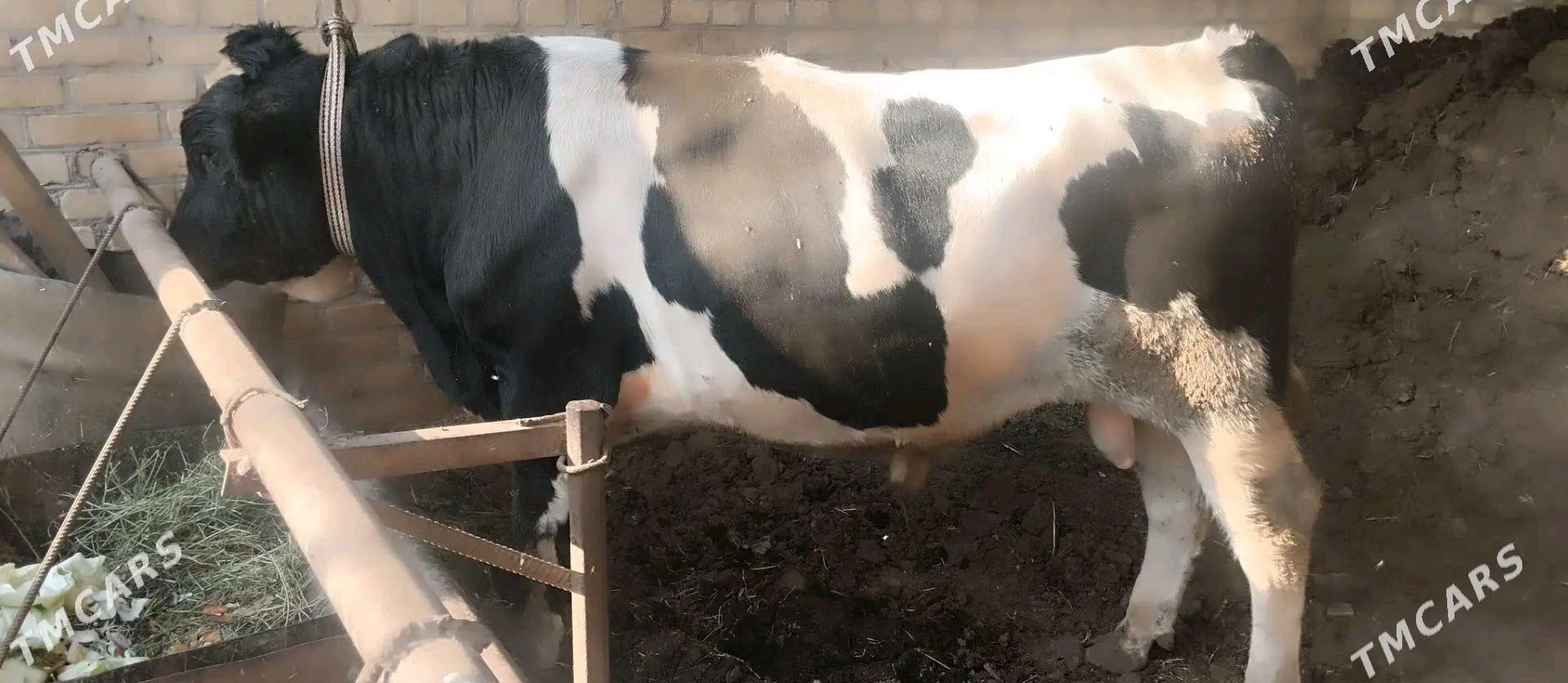 kelek okuz - Çärjew - img 1