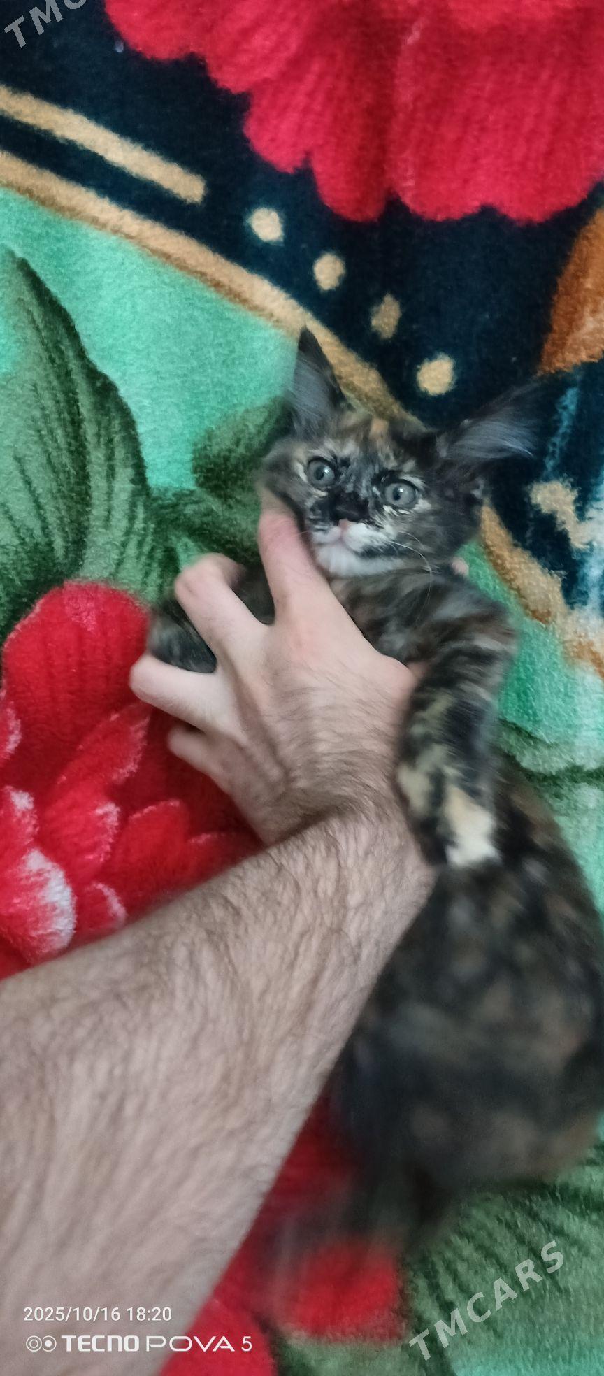 Скукум - Aşgabat - img 2