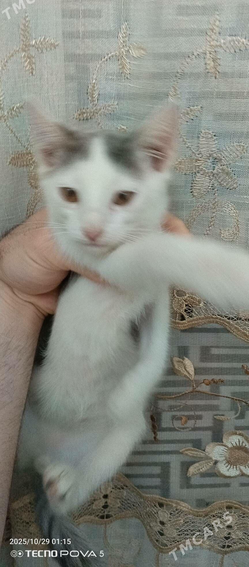 pisik - Aşgabat - img 1