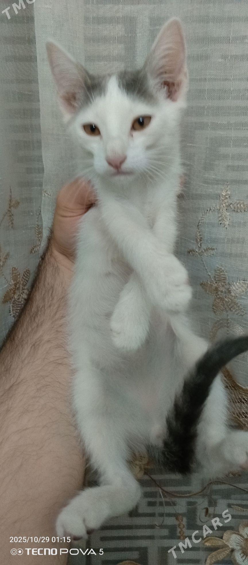 pisik - Aşgabat - img 2