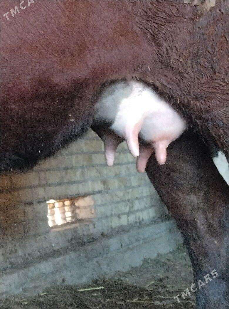 саглык сыгыр - Чарджоу - img 3