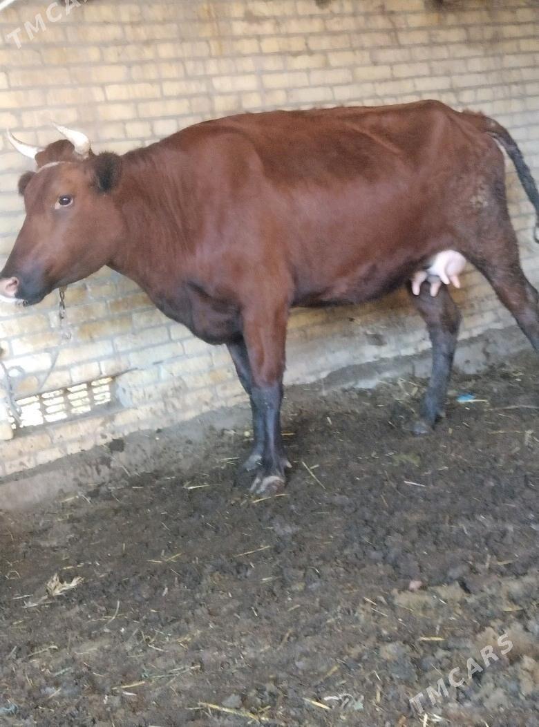 саглык сыгыр - Чарджоу - img 4