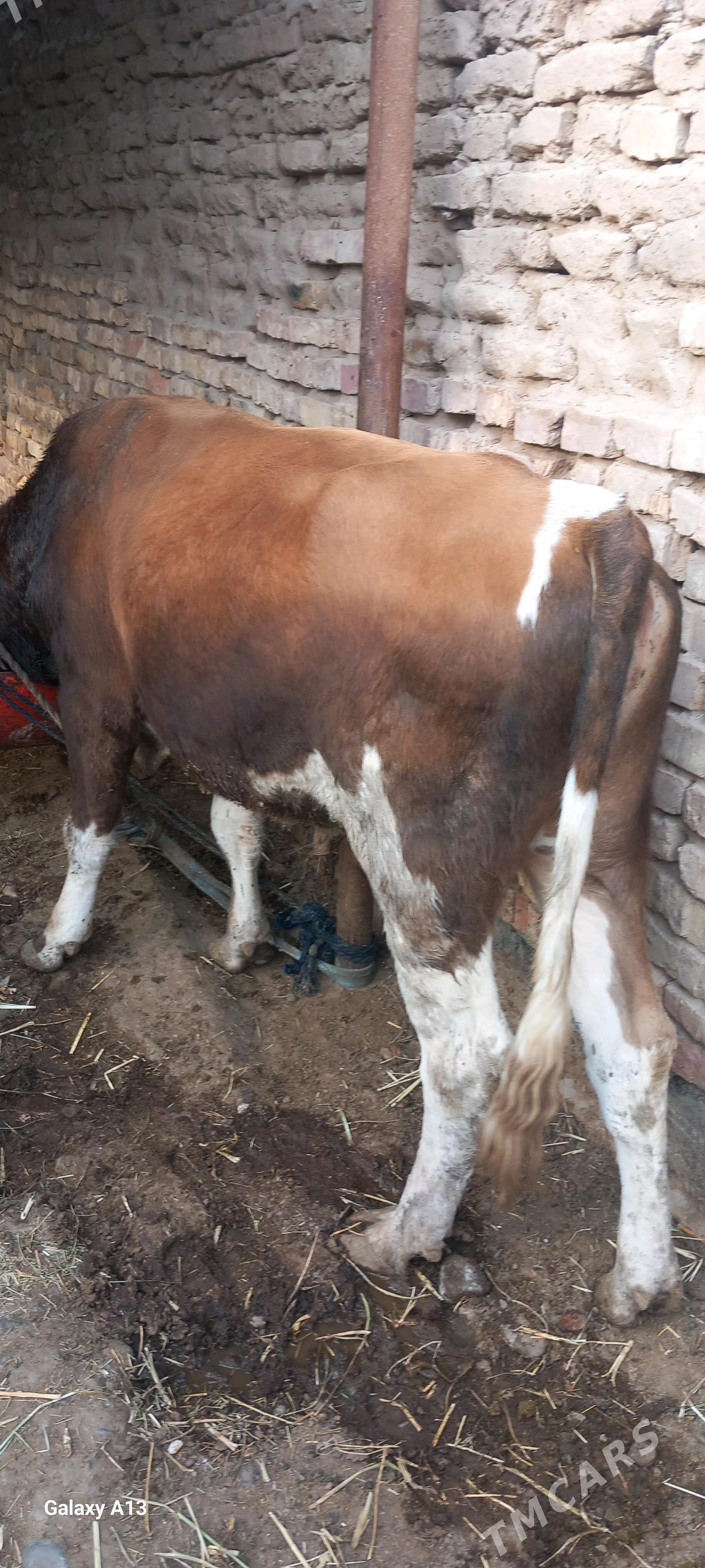 okuz - Tejen - img 1