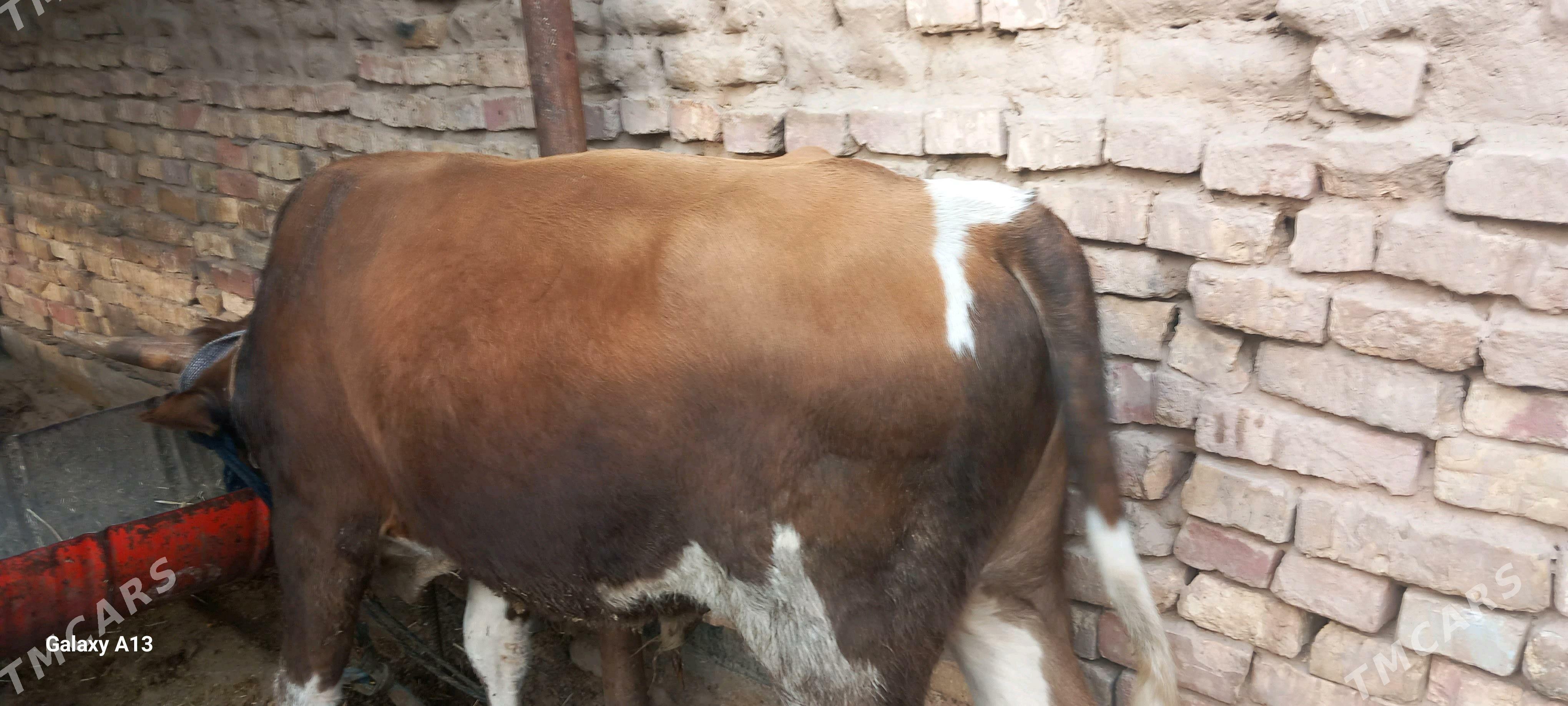 okuz - Tejen - img 2