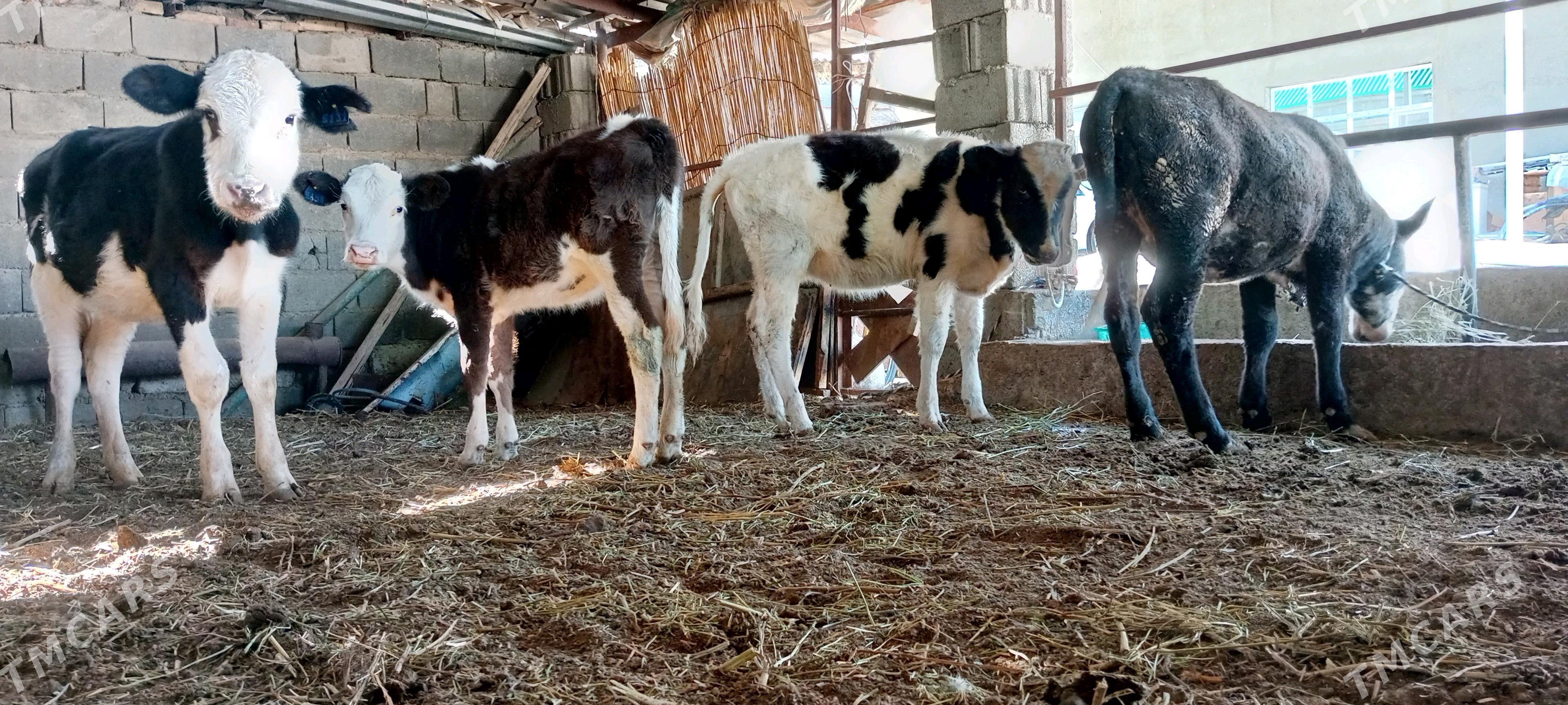 Tüwe Öküz Göle - Ашхабад - img 1