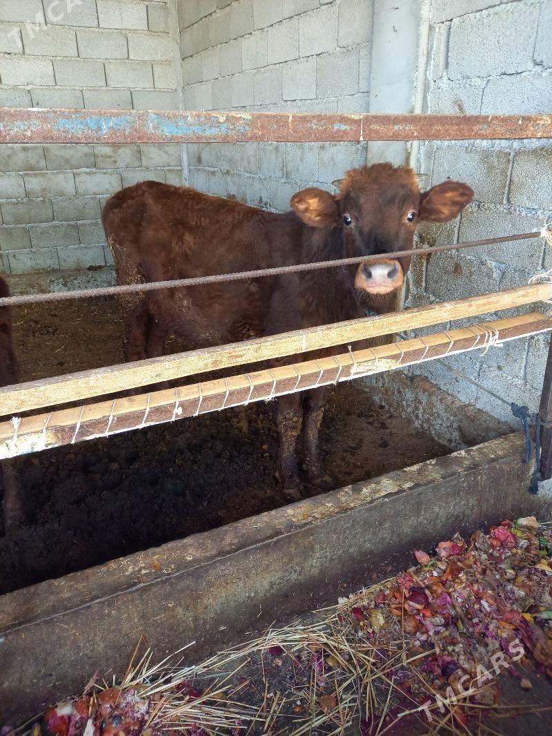 okuz - Gökdepe - img 3