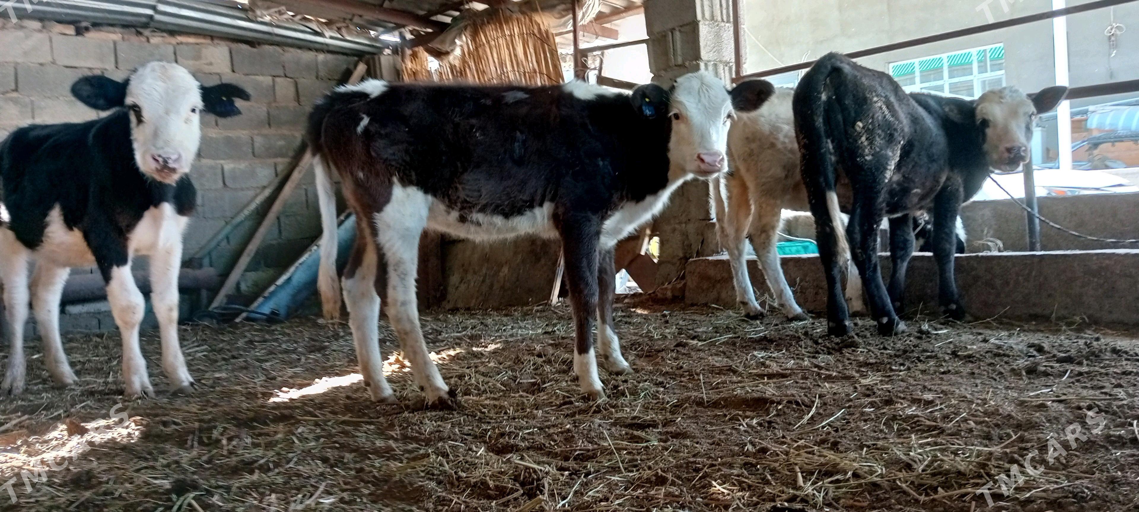 Tüwe Öküz Göle - Ашхабад - img 4