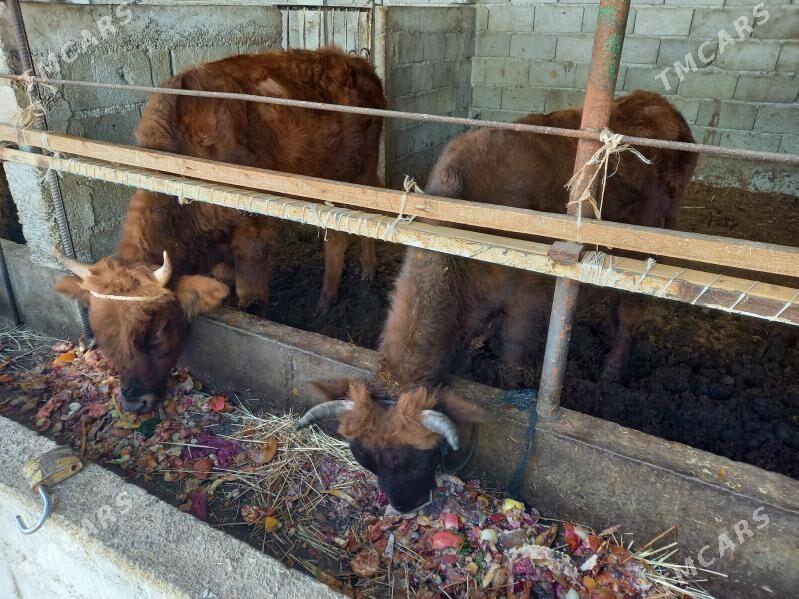 okuz - Gökdepe - img 2