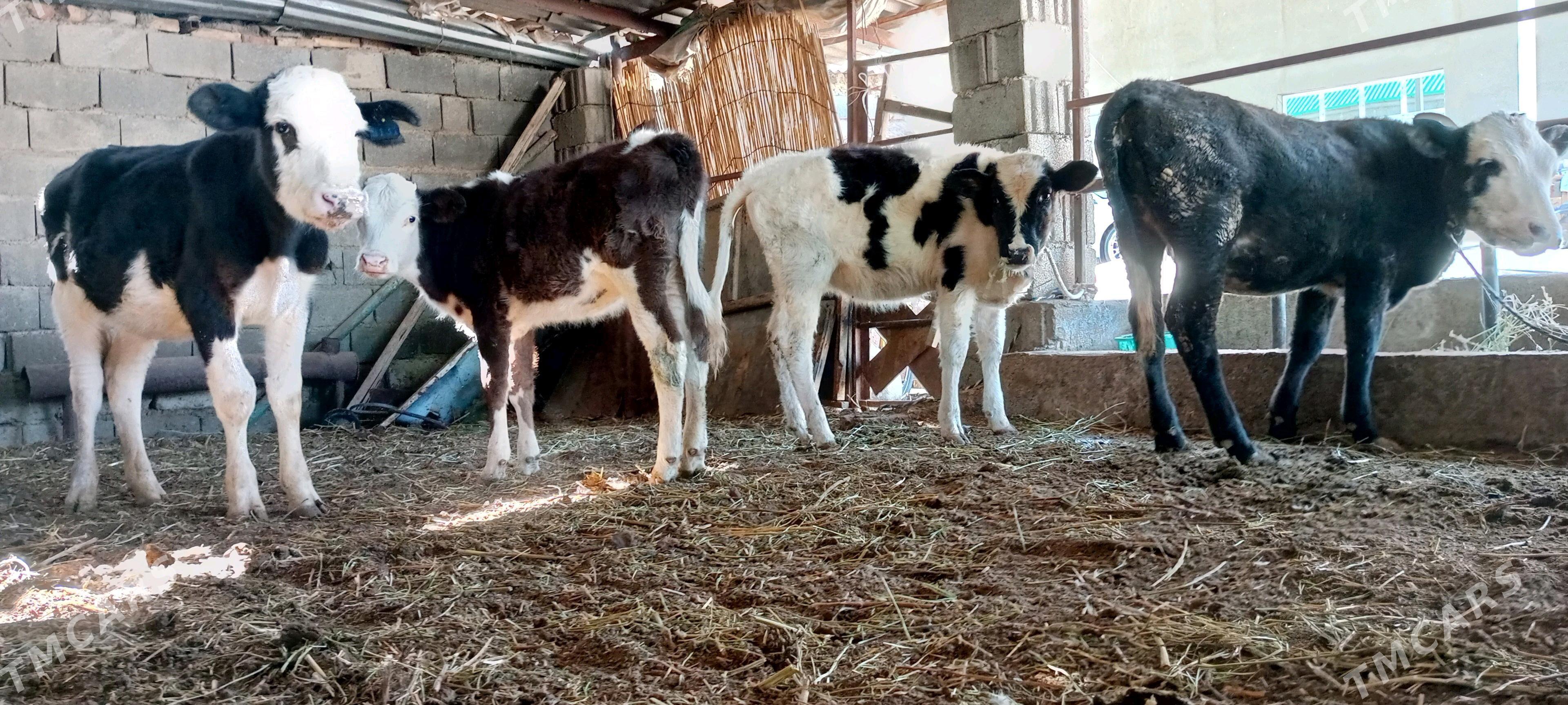 Tüwe Öküz Göle - Ашхабад - img 2