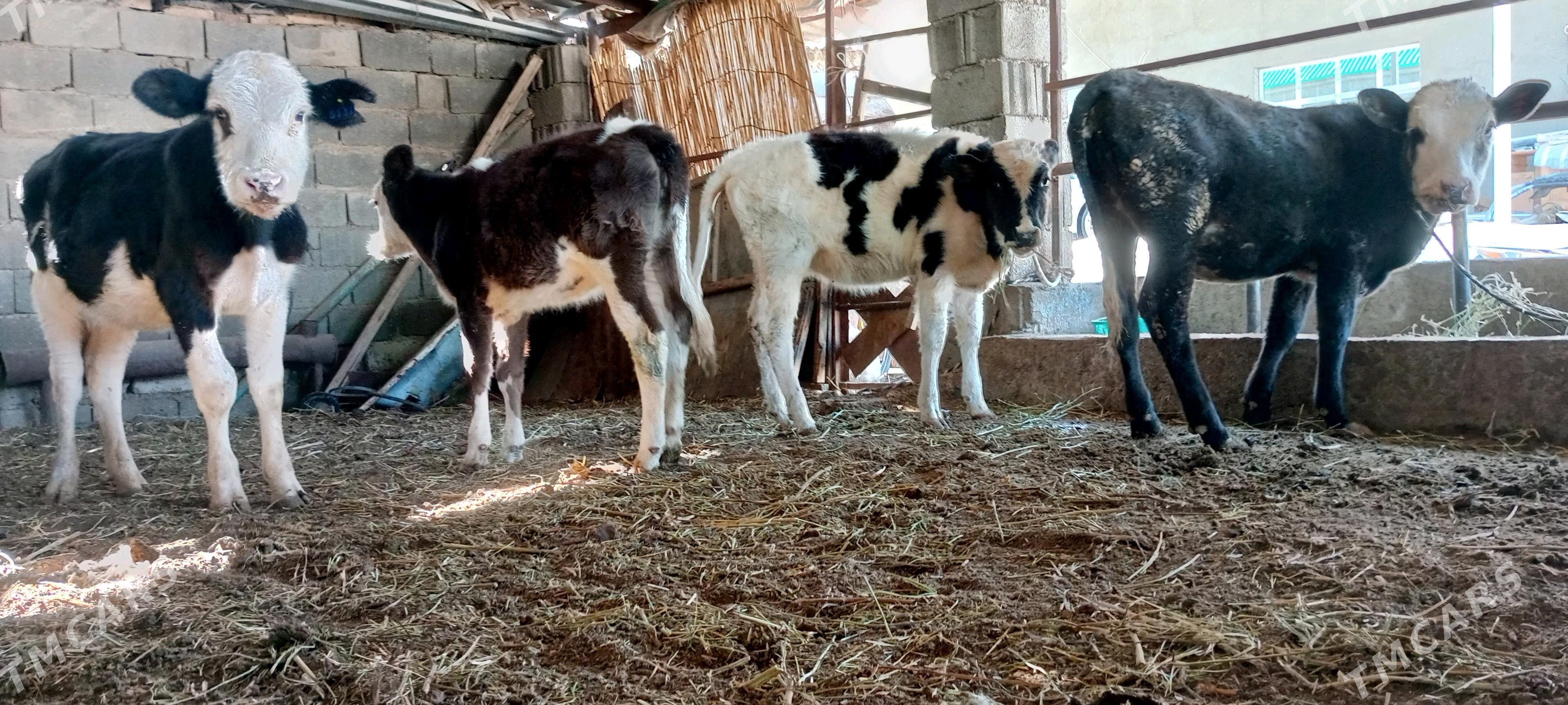 Tüwe Öküz Göle - Ашхабад - img 3