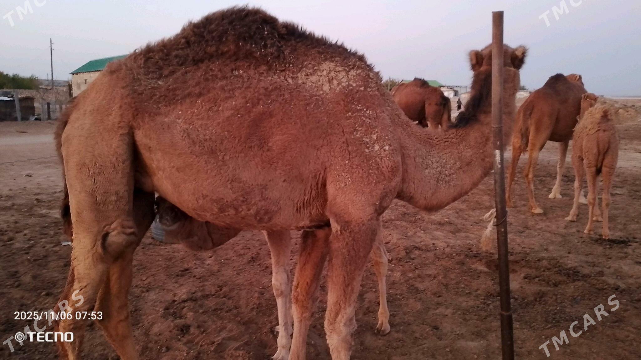 Torumly düýe - Туркменбаши - img 2