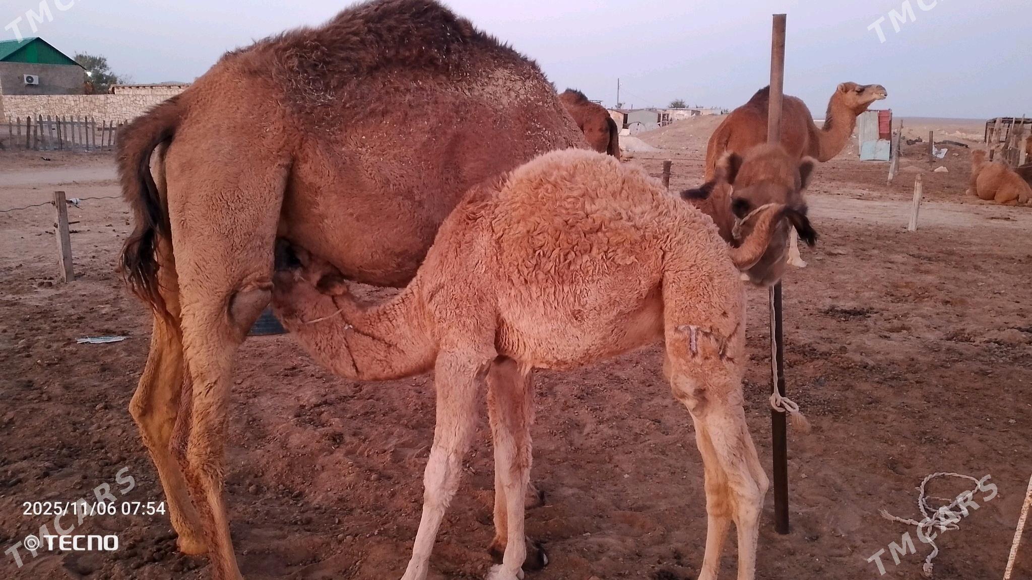 Torumly düýe - Туркменбаши - img 1