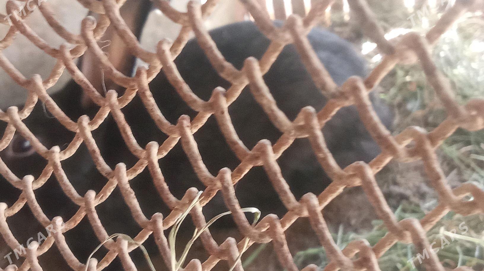 erkek towşan - Sakarçäge - img 2